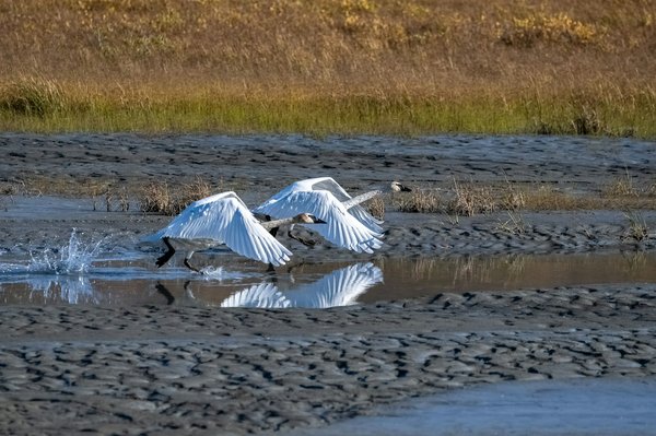 Quels sont les équipements nécessaires pour un camping en région de toundra arctique?